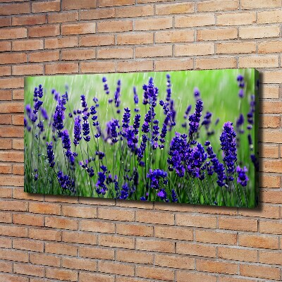 Quadro su tela Lavanda