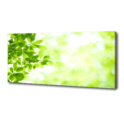 Foto quadro su tela Foglie