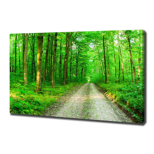 Quadro stampa su tela Alberi nella foresta