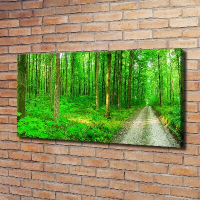 Quadro stampa su tela Alberi nella foresta
