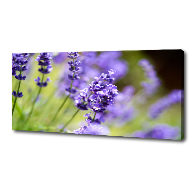 Foto quadro su tela Lavanda
