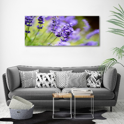 Foto quadro su tela Lavanda