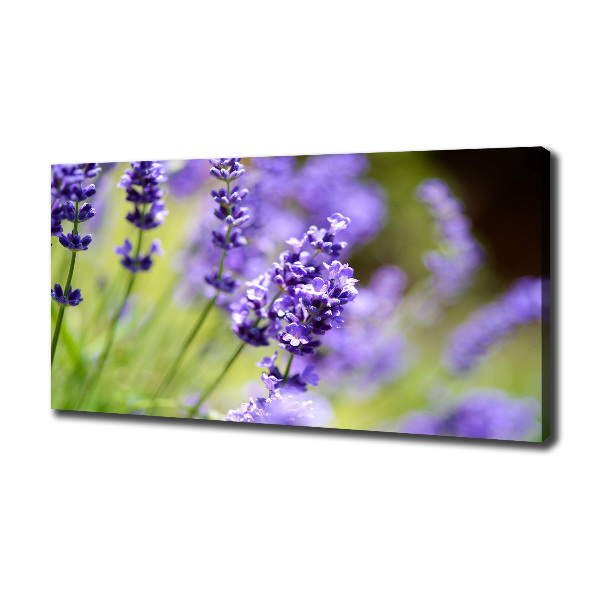 Foto quadro su tela Lavanda