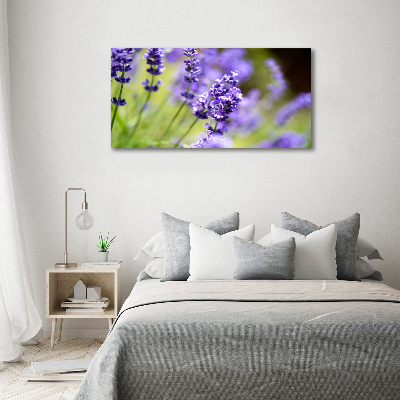 Foto quadro su tela Lavanda