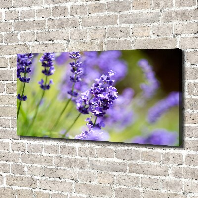 Foto quadro su tela Lavanda