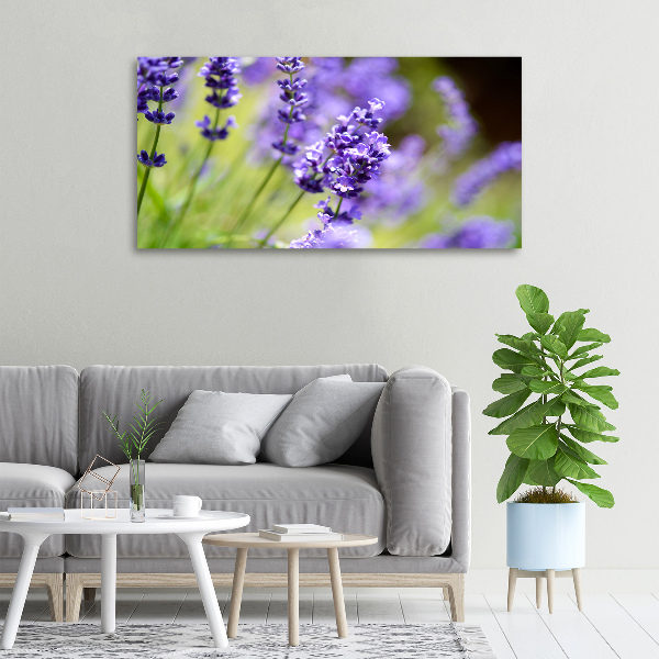 Foto quadro su tela Lavanda