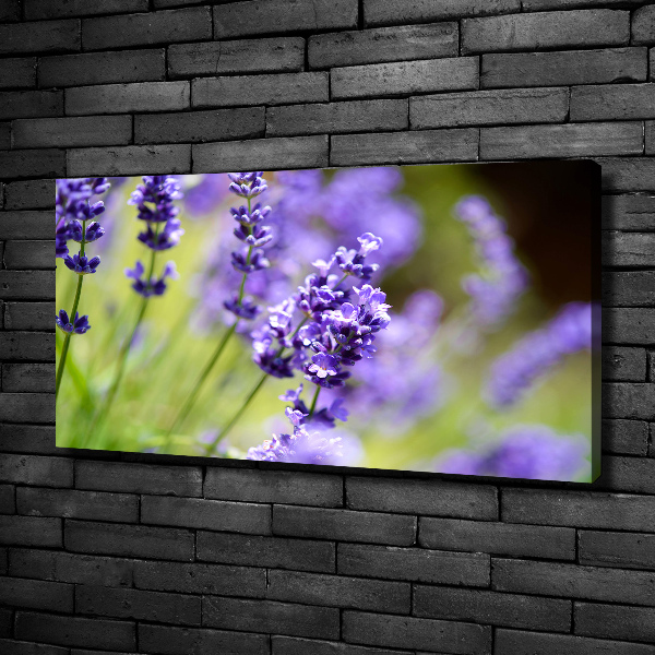 Foto quadro su tela Lavanda