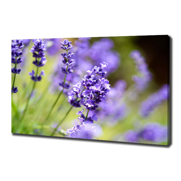 Foto quadro su tela Lavanda