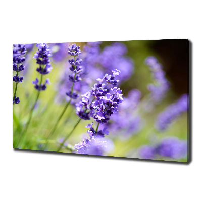Foto quadro su tela Lavanda