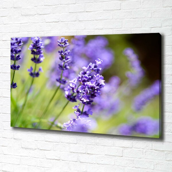 Foto quadro su tela Lavanda
