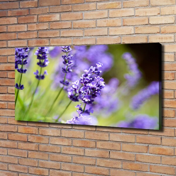 Foto quadro su tela Lavanda