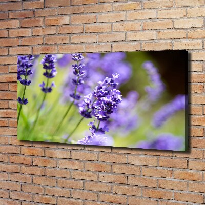 Foto quadro su tela Lavanda