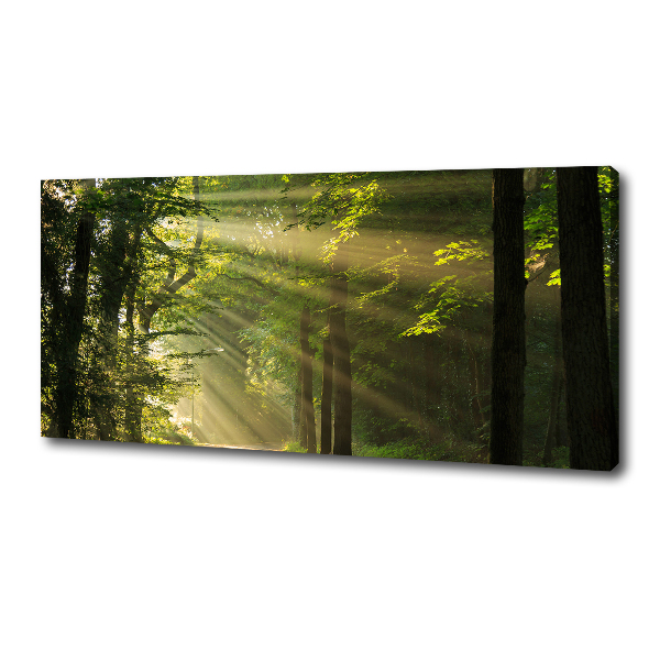 Quadro su tela Foresta al sole