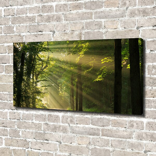 Quadro su tela Foresta al sole