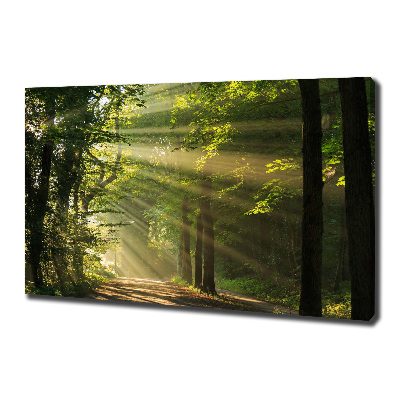 Quadro su tela Foresta al sole