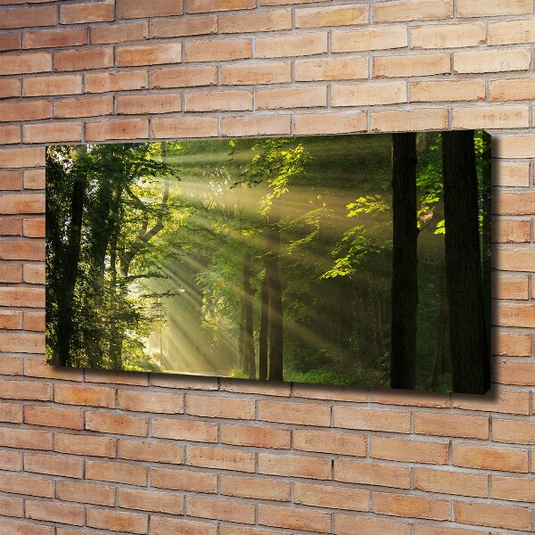 Quadro su tela Foresta al sole