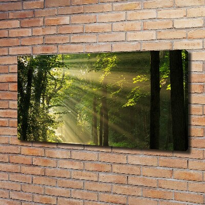 Quadro su tela Foresta al sole