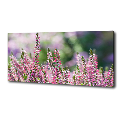 Foto quadro su tela Fiori di erica