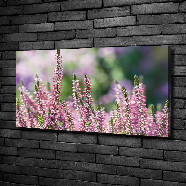 Foto quadro su tela Fiori di erica