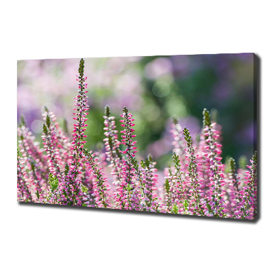 Foto quadro su tela Fiori di erica