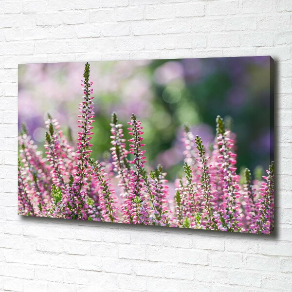 Foto quadro su tela Fiori di erica