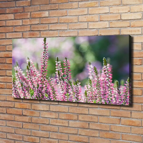 Foto quadro su tela Fiori di erica