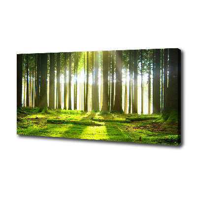 Foto quadro su tela Foresta al sole