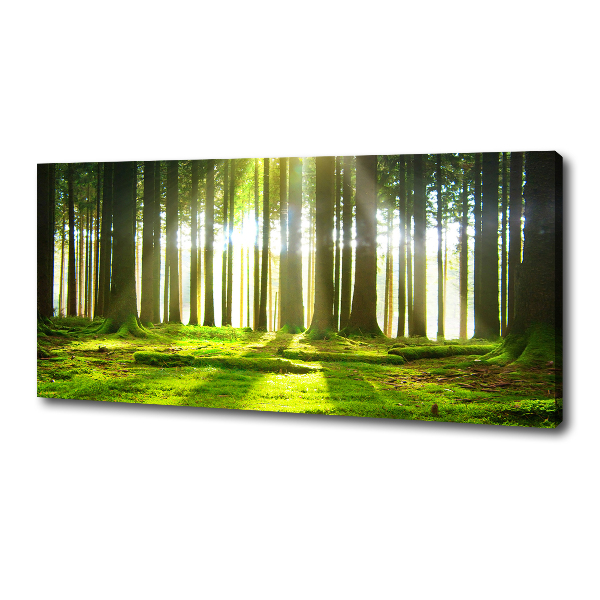 Foto quadro su tela Foresta al sole