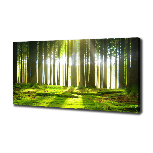 Foto quadro su tela Foresta al sole