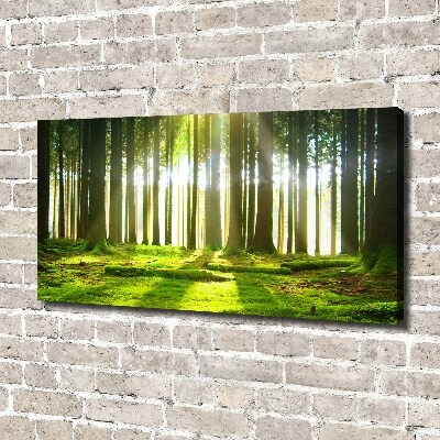 Foto quadro su tela Foresta al sole