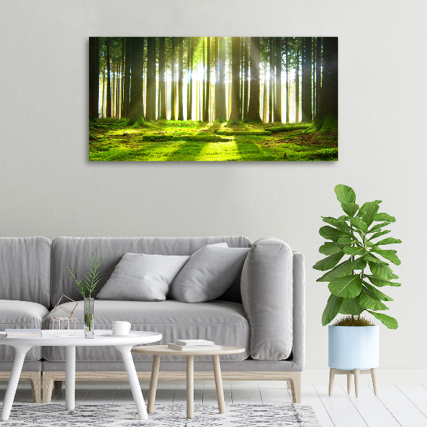 Foto quadro su tela Foresta al sole