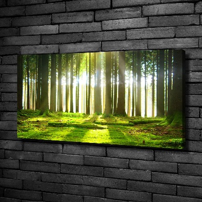 Foto quadro su tela Foresta al sole