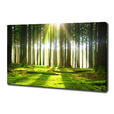 Foto quadro su tela Foresta al sole