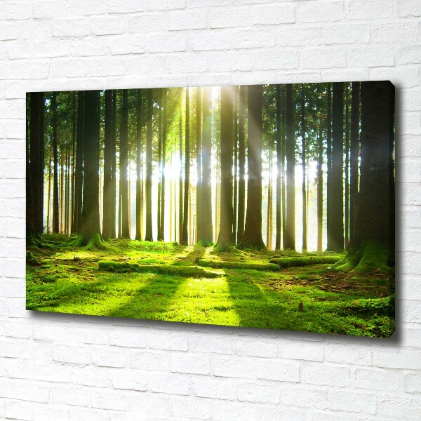 Foto quadro su tela Foresta al sole