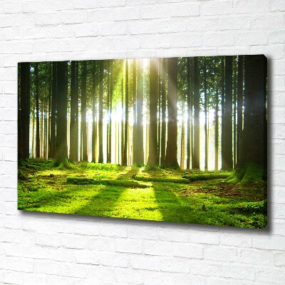 Foto quadro su tela Foresta al sole