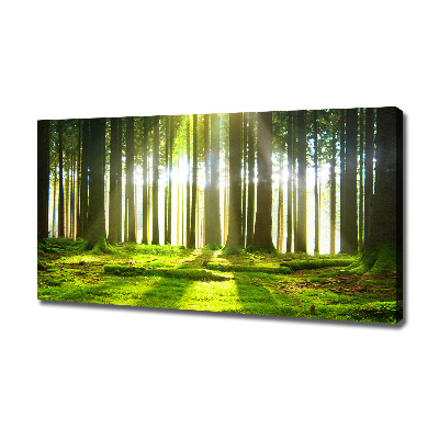 Foto quadro su tela Foresta al sole