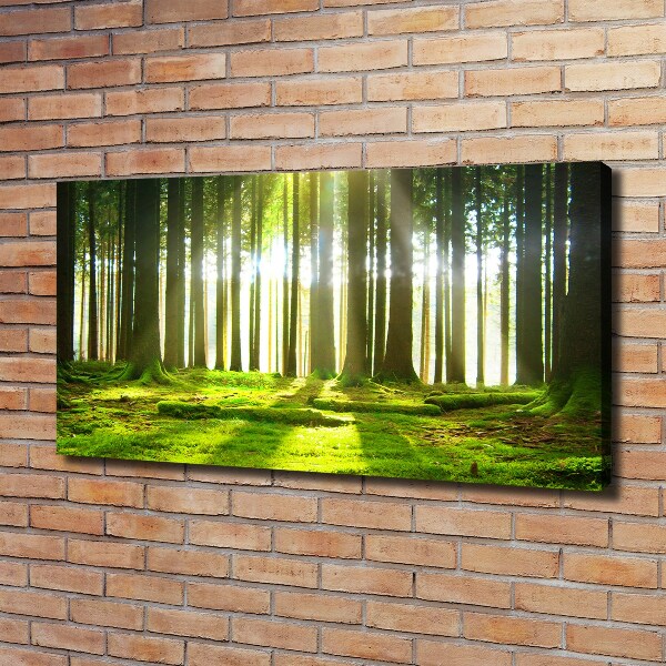 Foto quadro su tela Foresta al sole