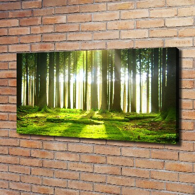 Foto quadro su tela Foresta al sole