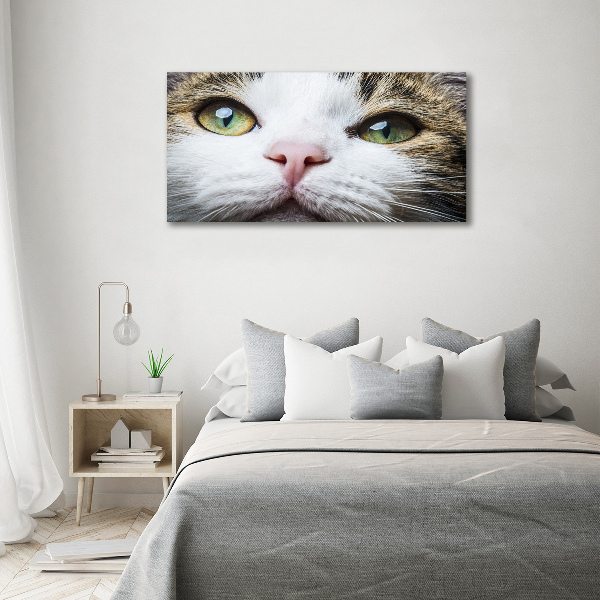 Quadro su tela Occhi di gatto verdi