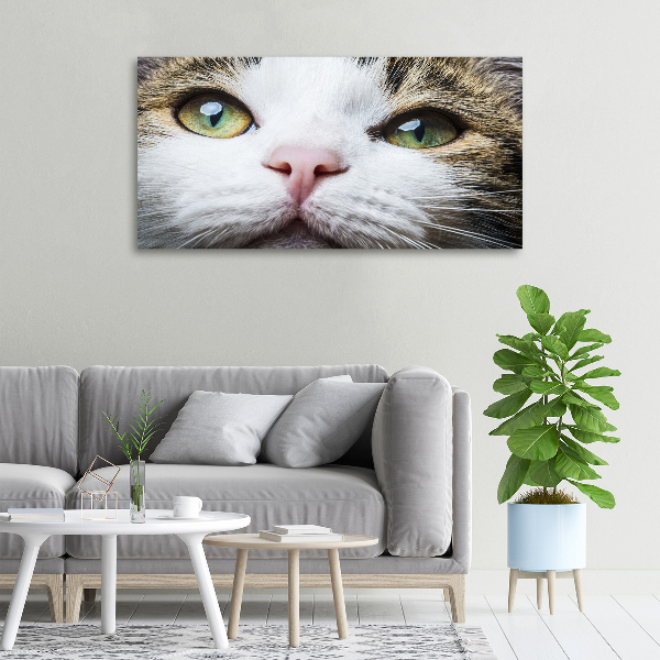 Quadro su tela Occhi di gatto verdi