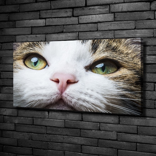 Quadro su tela Occhi di gatto verdi