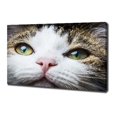 Quadro su tela Occhi di gatto verdi