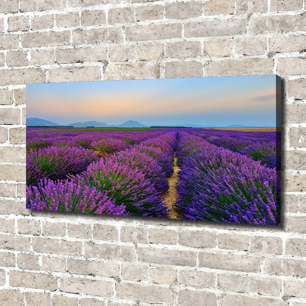 Quadro su tela Campo di lavanda