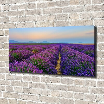 Quadro su tela Campo di lavanda