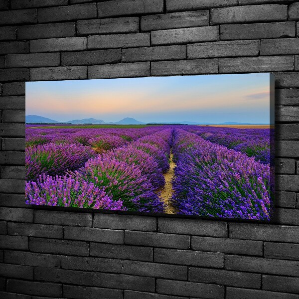 Quadro su tela Campo di lavanda