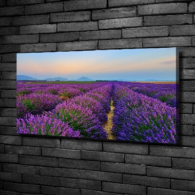 Quadro su tela Campo di lavanda