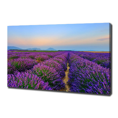Quadro su tela Campo di lavanda