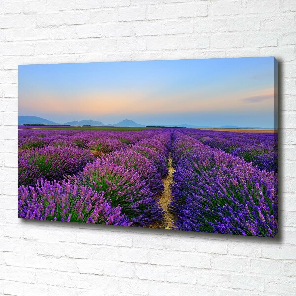 Quadro su tela Campo di lavanda