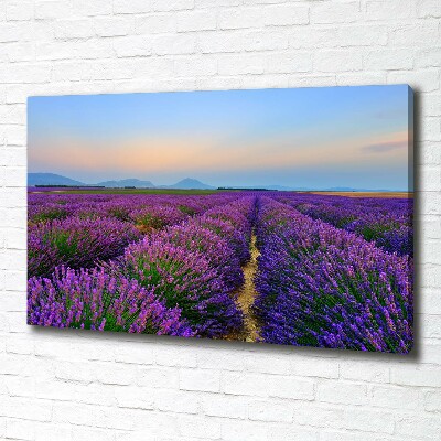 Quadro su tela Campo di lavanda