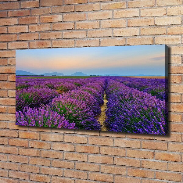 Quadro su tela Campo di lavanda